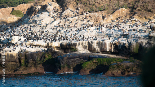 Φωτογραφία Large seabird colony resting on rocky coastal cliffs