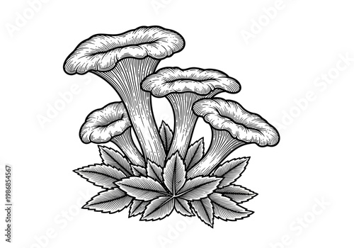 Vintage Hand-Drawn Chanterelle Mushroom Illustration with Leaves, Engraving Style Vector Art for Culinary Design