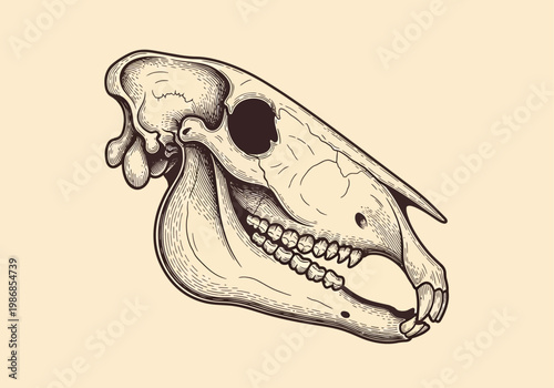 Vintage Anatomical Illustration of a Prehistoric Mammal Skull, Hand-Drawn Engraving Style Fossil Drawing