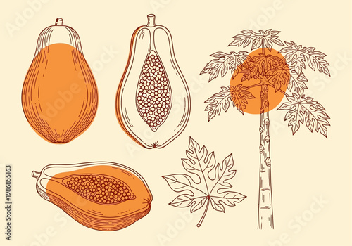 Vintage Papaya Botanical Illustration Set with Whole Fruit, Slices, Leaf, and Tree - Hand Drawn Tropical Line Art