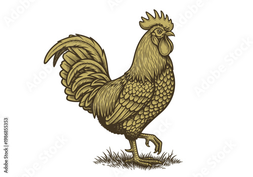 Vintage Engraving Style Rooster Illustration - Hand Drawn Golden Cockerel on White Background for Farmhouse Branding and Organic Food Packaging