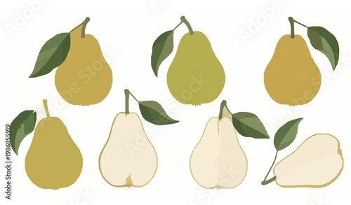 Botanical watercolor pears vector set with leaves fresh ripe fruit illustration isolated on white