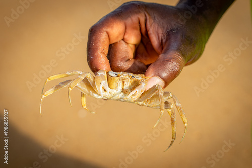 Angry looking crab caught alive by hand in Benin, West Africa.