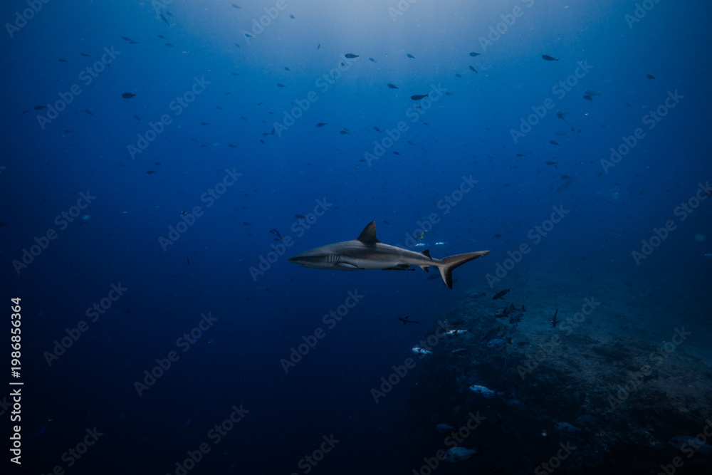 Fototapeta premium shark with fish