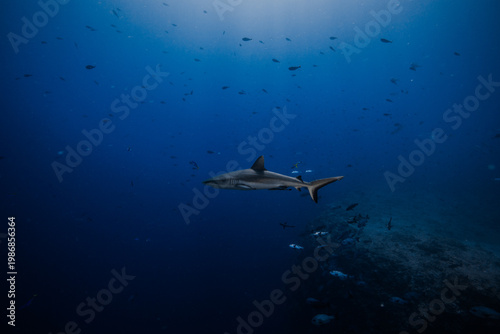 Wallpaper Mural shark with fish Torontodigital.ca