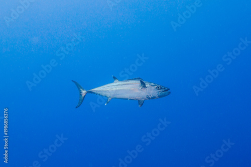 tuna