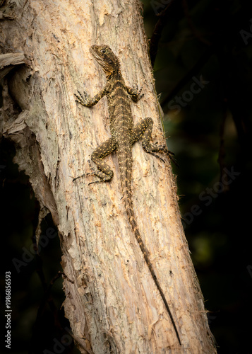 A juvenile Eastern water dragon, an Australian lizard, keeps an eye on its surroundings as it basks in the sun on a paperbark tree at Currumbin Lakes on the Gold Coast in Queensland, Australia.