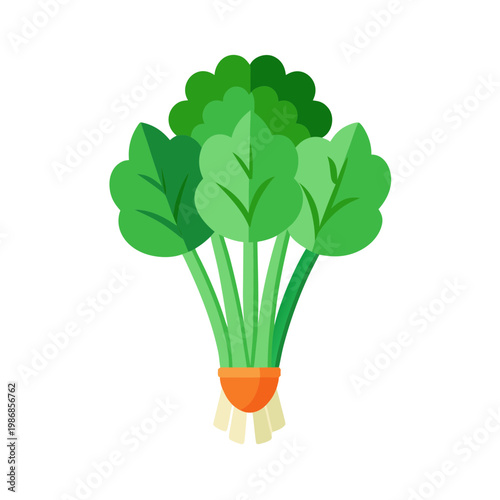 Bunch of fresh green spinach leaves tied with orange stem base isolated on transparent