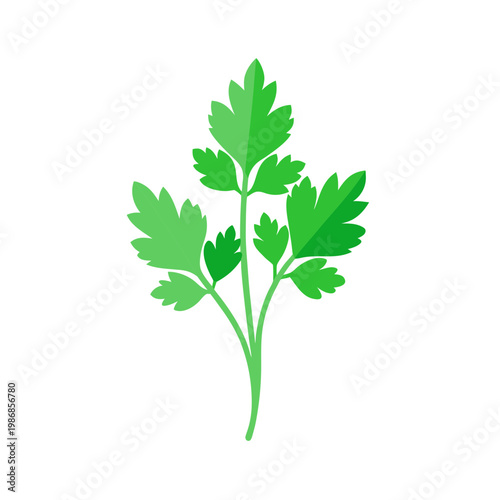 Single sprig of green parsley herb with multiple leaves isolated on transparent