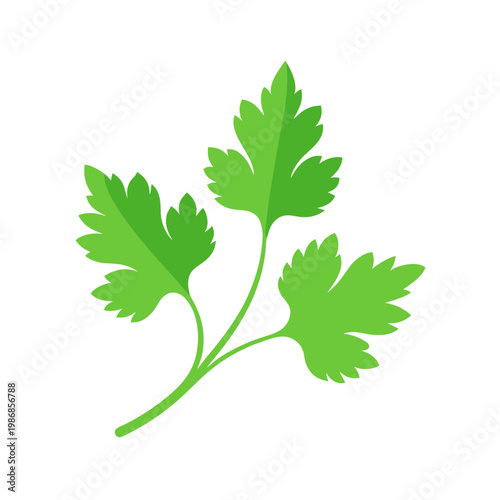 Fresh green parsley leaf icon vector illustration isolated on transparent background flat design