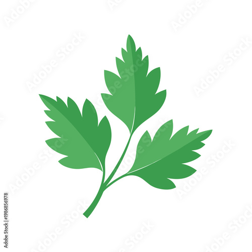 Fresh green parsley leaf vector flat illustration for organic cooking design and culinary themes