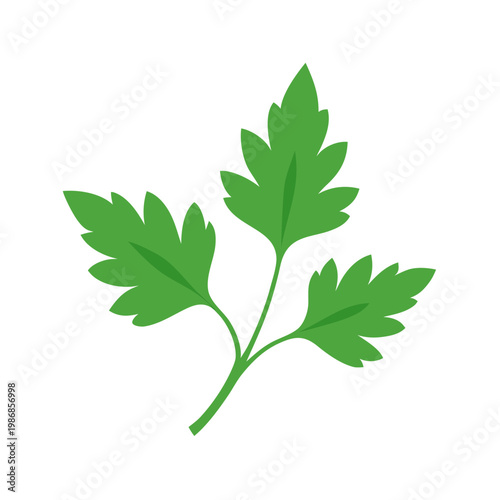 Cilantro sprig vector flat design isolated for botanical projects and farm fresh food advertising