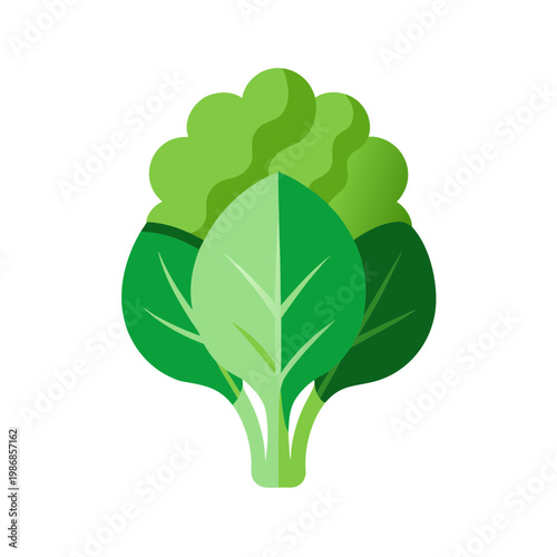 Spinach leaves tied in bunch isolated on transparent background healthy food vector