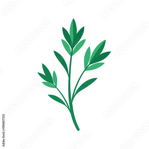 Green parsley herb sprig with delicate leaves, isolated on transparent background, natural ingredient