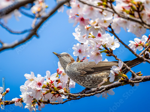 桜とヒヨドリ