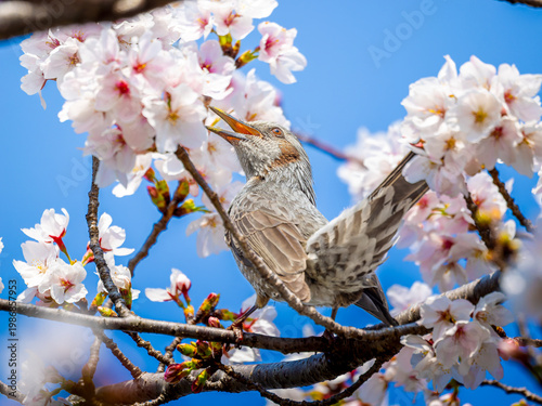桜とヒヨドリ