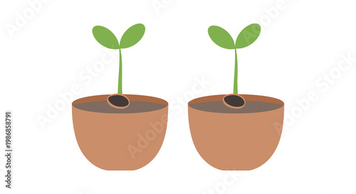 Two potted seedlings with emerging green leaves and visible seeds showcasing new life and growth in a simple silhouette high quality