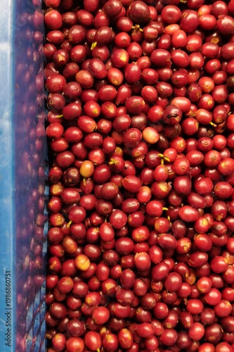close up of fresh coffee beans for background