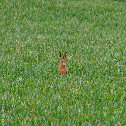 A Young Hare, Lepus europaeus sitting in a field of winter Wheat looking to its left on a Spring day in April.