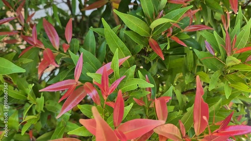 Red Lip Plant (Syzygium Myrtifolium) with Vibrant Red Young Leaves and Lush Green Foliage in a Garden