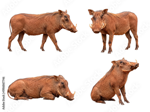 Foto Diverse set of four common warthogs in various poses, isolated on a transparent background