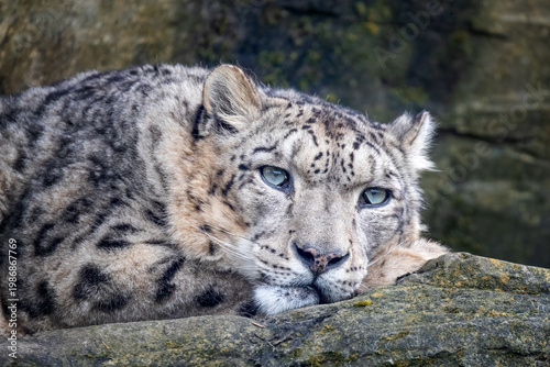 Close-up of a resting snow leopard with pale blue eyes lying on a rock, detailed fur patterns and textured rocky background