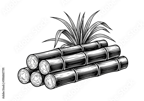 Vintage Sugarcane Engraving Illustration - Hand Drawn Organic Sugar Cane Stalks and Leaves