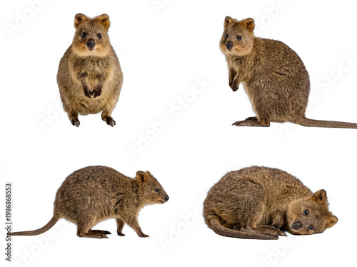 Cute quokkas display various engaging natural poses, including resting, isolated on a transparent background.