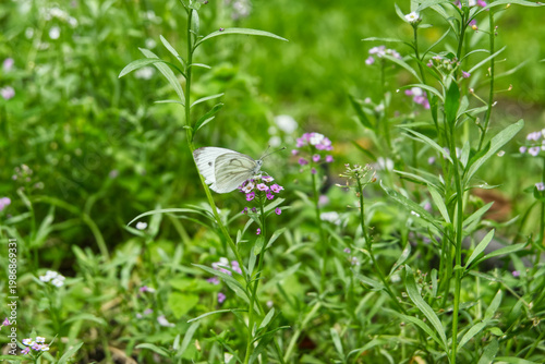 butterfly on the grass