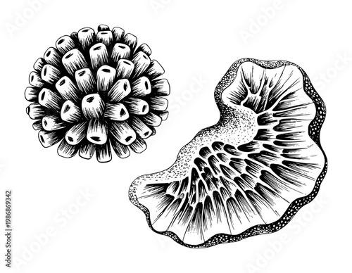 Detailed black and white ink of distinct coral specimens white background marine