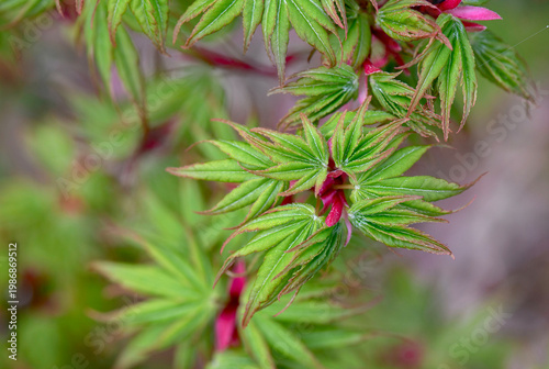 closeup on japanese maple sango kaku with leaf at heart and branches pink and green  leaf growing in the tree  at spring