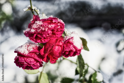 red rose in snow
