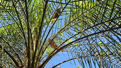 Low Angle View of Lush Green Palm Tree Leaves Against Clear Blue Sky