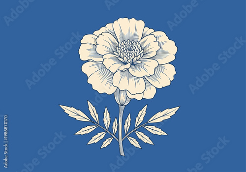 Vintage Marigold Botanical Illustration - Minimalist Cream Floral Line Art on Blue Background