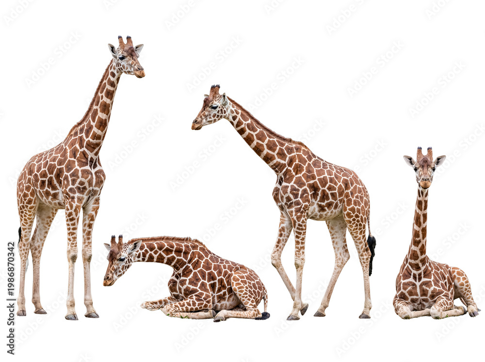 Obraz premium Four giraffes in varied natural poses, displaying their distinctive coat patterns, isolated on transparent.