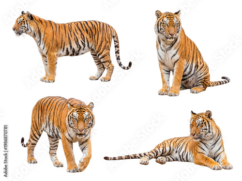 Принти на полотні Dynamic collection of four magnificent Bengal tigers in varied active and resting poses