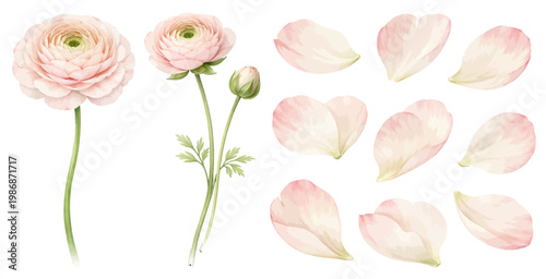 A graceful watercolor ranunculus collection featuring soft blush pink blooms delicate buds airy stems and scattered petals illustrated in an elegant botanical style