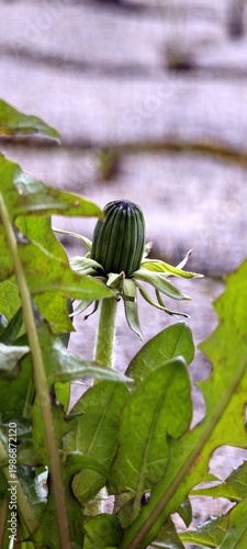 Löwenzahn mit Knospe in Fuge von Pflasterung