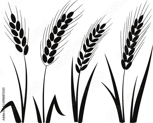 Black silhouette of wheat stalks with grains white background