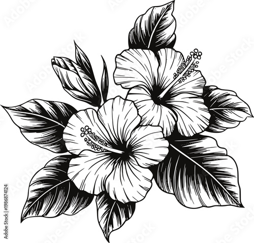 Detailed black and white of hibiscus flowers and leaves floral botanical outline