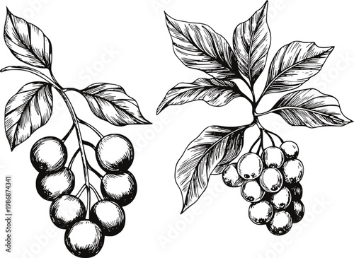 Hand-drawn black and white of coffee beans a branch with leaves