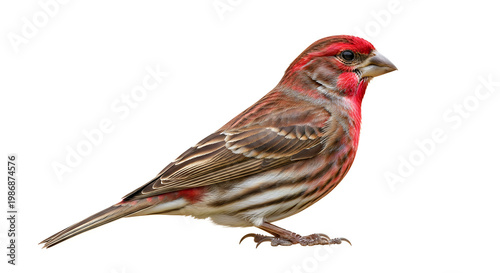Vibrant house finch perched calmly on a branch