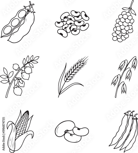 Hand drawn vector grain and legume collection featuring corn, wheat, oats, soybeans, and beans in minimalist line art style.
