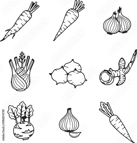 Hand drawn vector root vegetable collection featuring carrot, onion, fennel, kohlrabi, and ginger icons in minimalist line art style.