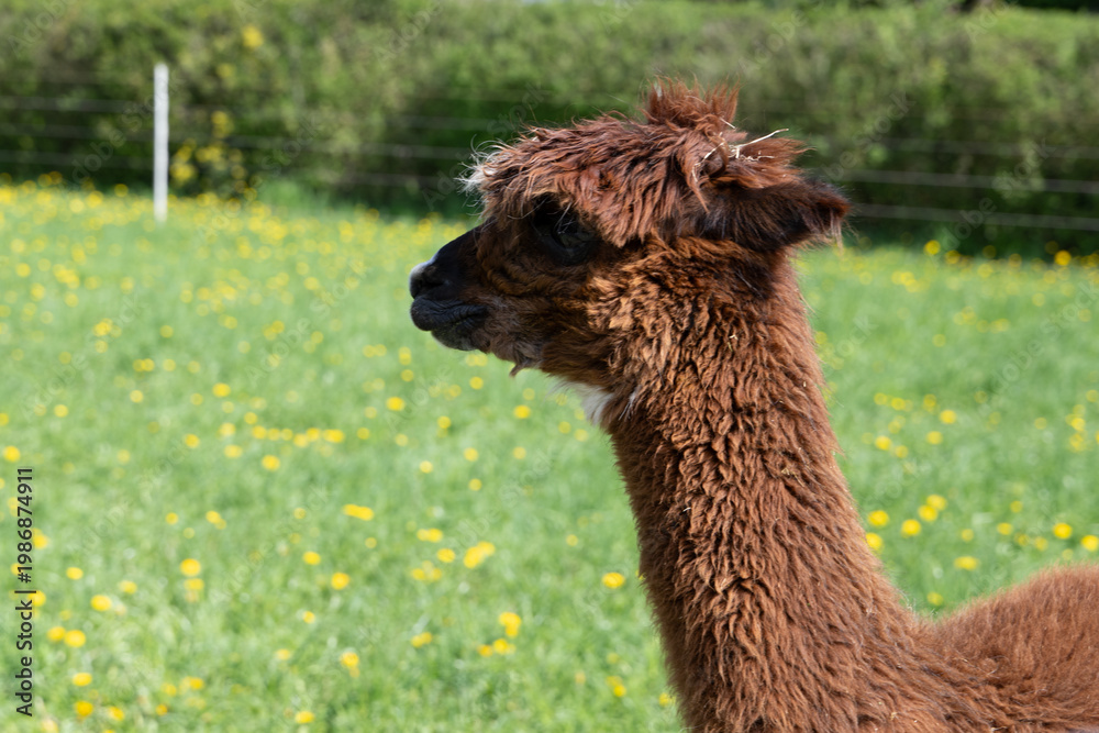Fototapeta premium alpaka tier natur lama