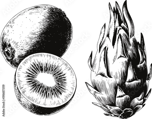 Hand-drawn of whole kiwi fruit, sliced kiwi, and dragon fruit white background food