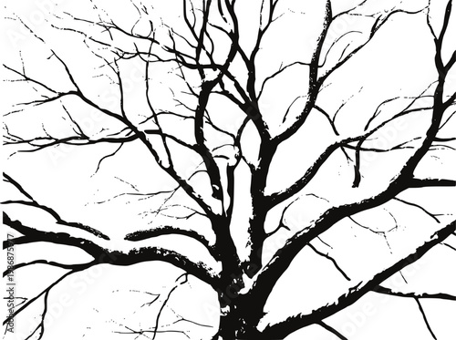 Silhouette of bare tree branches against a stark white background, intricate network
