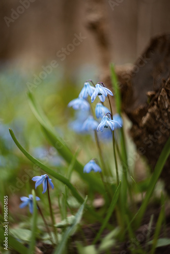 A photograph of the first spring flowers in the forest.