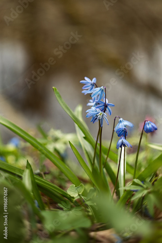 A photograph of the first spring flowers in the forest.