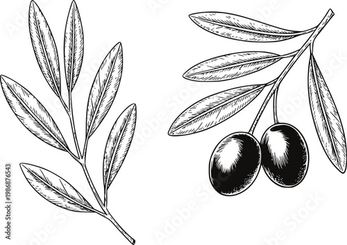 Vintage of olive branches with leaves and dark olives, black and white leaf fruit